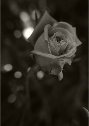 若き葛藤の書物