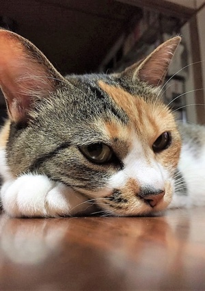 ちくねこだん。