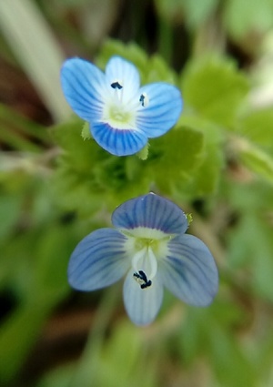 【生き物立体写真】昆虫写真でステレオグラム（立体視）