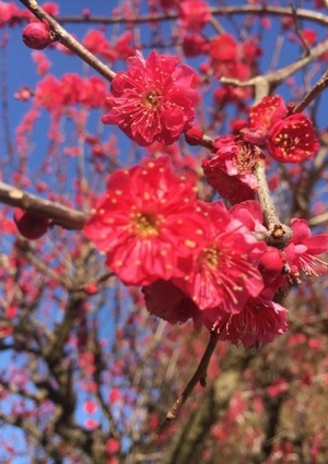 “ｲﾁﾊﾞﾝ”好きな人とは結婚できない