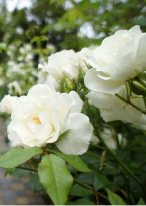 黒猫と竜は白薔薇に恋をする