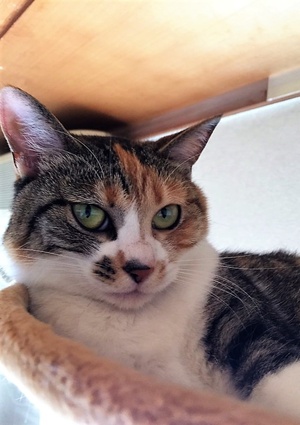 ちくねこだん。二〇四五